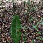Aspidosperma desmanthum Hoja