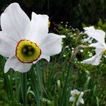 Narcissus poeticus Cvet