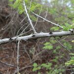 Acacia ataxacantha Beste bat