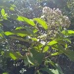 Pluchea carolinensis Blüte