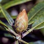 Rhododendron degronianum Sonstige