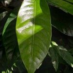 Myristica fragrans Leaf