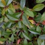 Ligustrum vulgare Blad