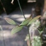 Jasminum nudiflorumLeht