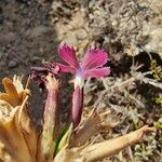 Dianthus balbisii Blomma