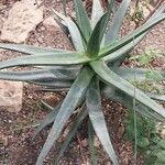 Aloe castanea Lapas