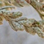 Artemisia caerulescens 果実