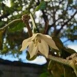 Capsicum annuumफूल