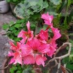 Pelargonium × hybridum Цвят