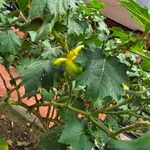 Solanum mammosum 叶