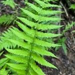 Deparia acrostichoides Leaf