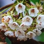 Dombeya pilosa Flower