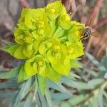 Euphorbia nicaeensis ফুল