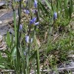 Sisyrinchium albidum Habitus