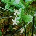 Rubus hispidus Kvet