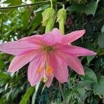Passiflora tripartita Flower