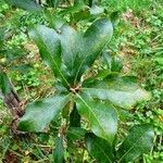 Quercus marilandica Hoja