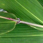 Sorghum arundinaceum Blatt