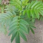 Melianthus comosus Blad