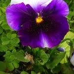 Viola × wittrockianaFlower