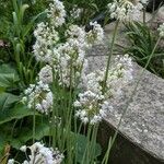 Allium cernuum Λουλούδι
