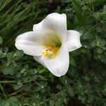 Lilium longiflorum Flower