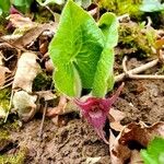 Asarum caudatum Çiçek