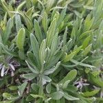 Lavandula latifoliaBlatt