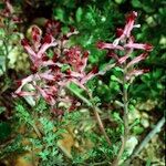 Fumaria barnolae Mosusu