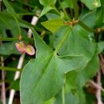 Rumex scutatus Hoja