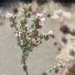 Frankenia corymbosa Hoja