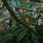Impatiens auricoma Bark