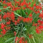 Crocosmia × crocosmiifloraFlower