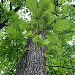 Quercus macrocarpa Folha