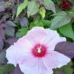 Hibiscus laevis 花