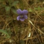 Viola sagittata Характер