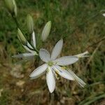 Anthericum liliagoFlower