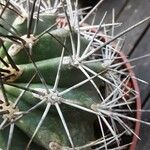 Ferocactus lindsayi