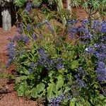 Limonium arborescens Habitus