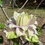 Clematis florida Kvet