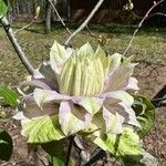 Clematis florida Цвят