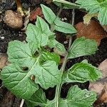 Sisymbrium officinale Foglia