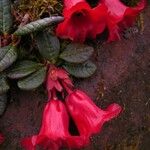 Rhododendron forrestii Blüte