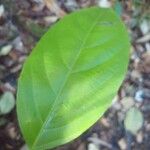 Lacistema grandifolium 葉