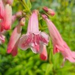 Penstemon barbatus Flower