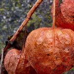 Physalis alkekengi Fruchs