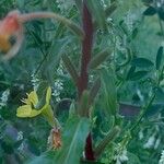 Oenothera elata Altres
