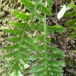 Asplenium lividum Liść