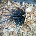 Ophiopogon planiscapusЛист