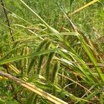 Carex pseudocyperus ശീലം